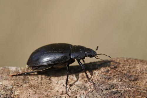 Réf. 341 952 : Hydrochara caraboides